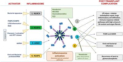 Inflammasome pathway in kidney transplantation